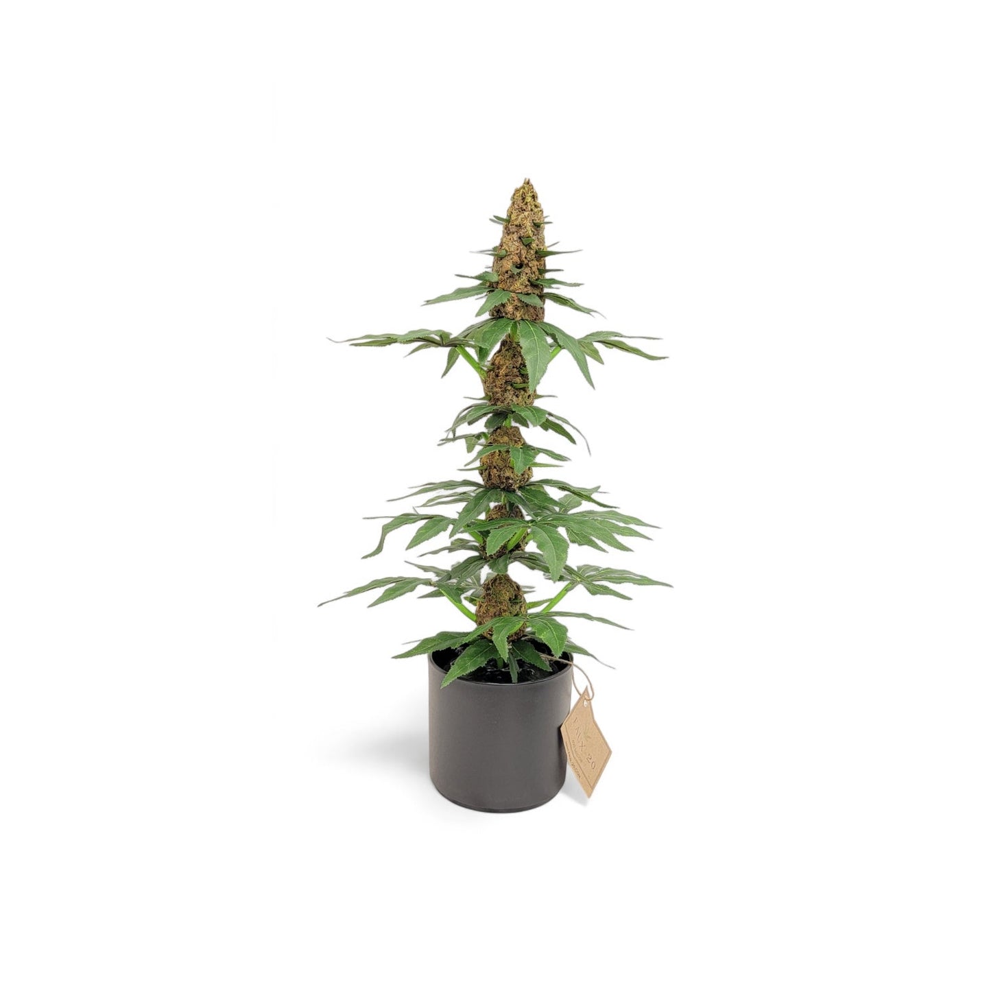 20" Artificial Marijuana Plant | Fake Cannabis Plants | Fake Weed | 420 Decor | Stoner Gifts | Marijuana Accessories | Pot Leaf - FAUX - 20 Decor