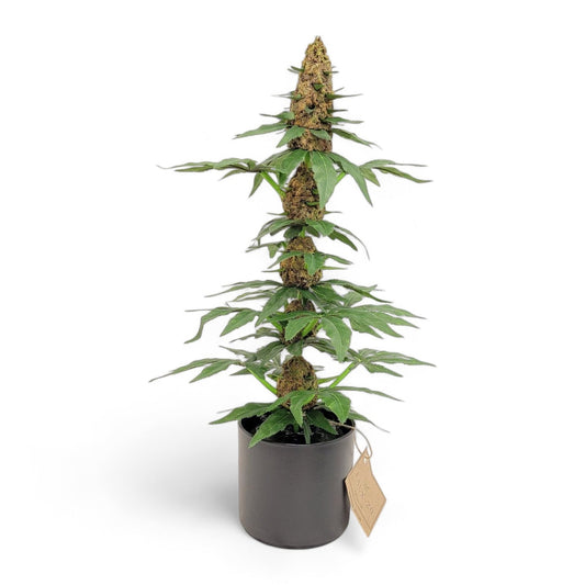 20" Artificial Marijuana Plant | Fake Cannabis Plants | Fake Weed | 420 Decor | Stoner Gifts | Marijuana Accessories | Pot Leaf - FAUX - 20 Decor