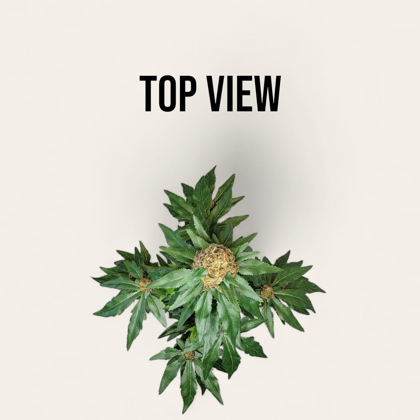 30" Artificial Marijuana Plant - Fake Weed Cannabis Hemp (420) Decoration | FAUX - 20 - FAUX - 20 Decor