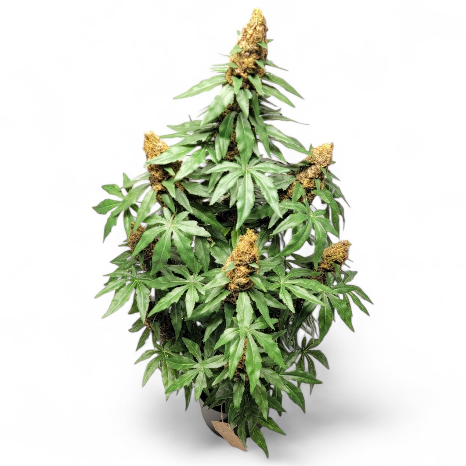 **40" Artificial Marijuana Plant - Autoflower - FAUX - 20 Decor