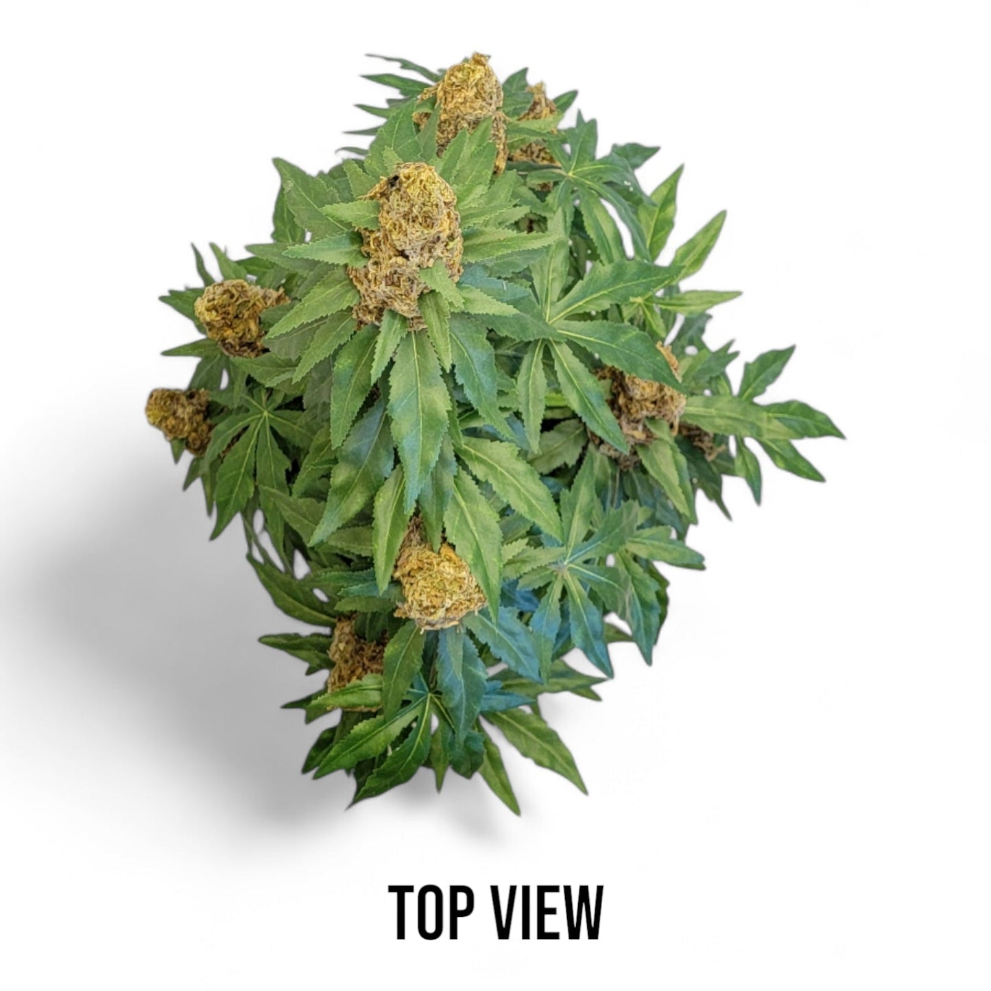 **40" Artificial Marijuana Plant - Autoflower - FAUX - 20 Decor