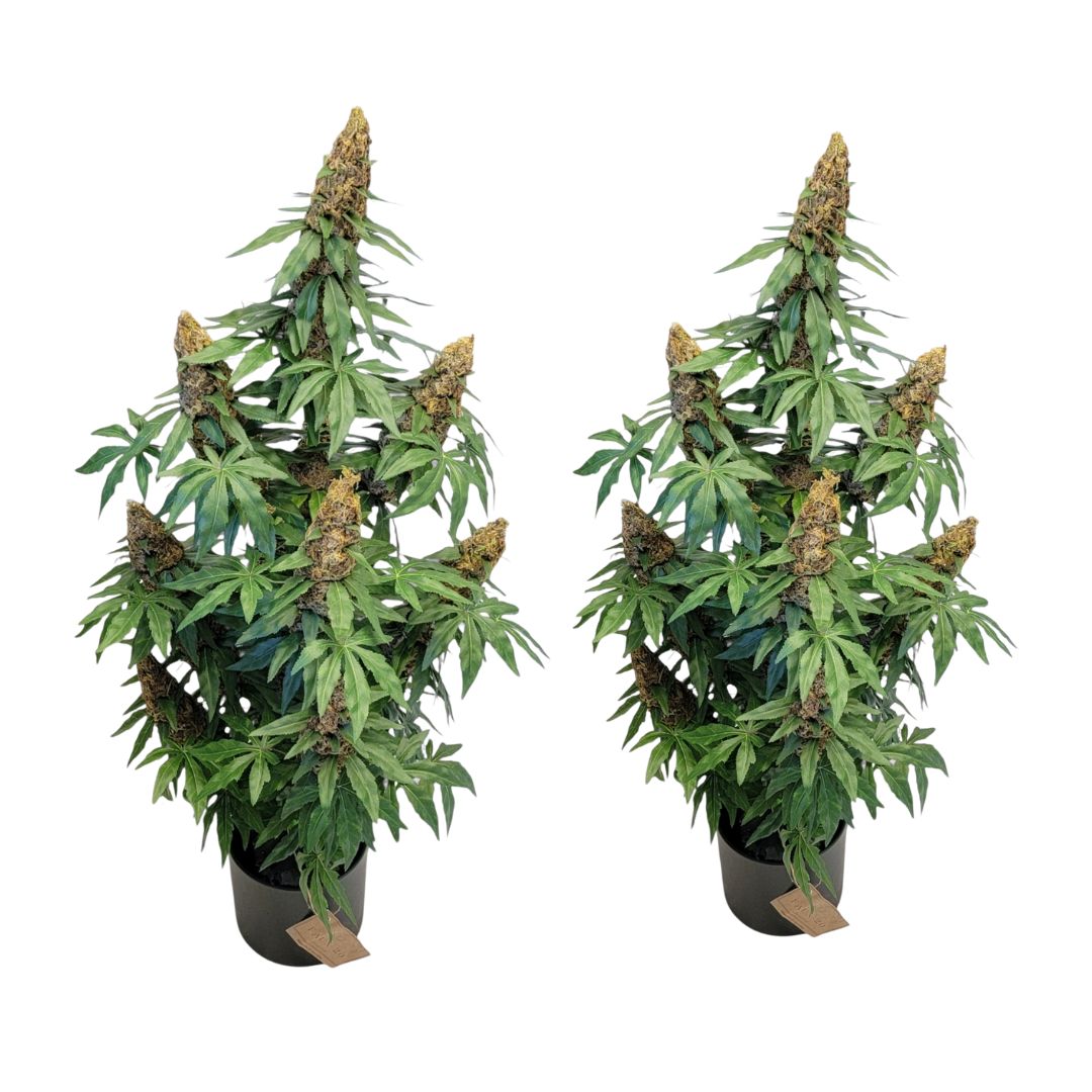 2-Pack 40" Faux Cannabis Plants in Pots – Handmade Artificial Marijuana Decor | Realistic Fake Weed (420) AUTOFLOWER Replicas for Home, Dispensary, or Studio
