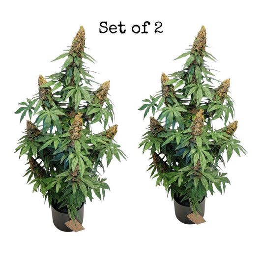 2-Pack 40" Faux Cannabis Plants in Pots – Handmade Artificial Marijuana Decor | Realistic Fake Weed (420) AUTOFLOWER Replicas for Home, Dispensary, or Studio