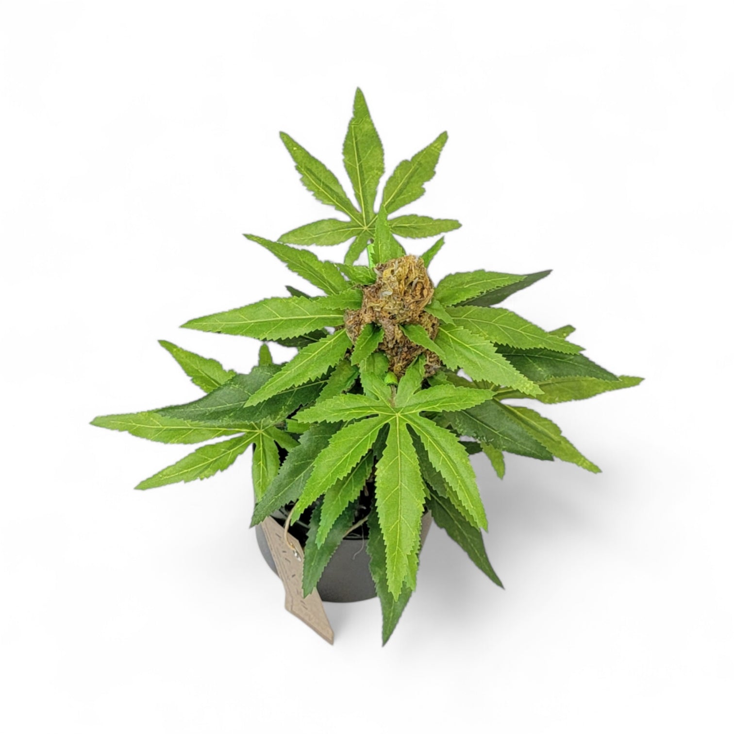 Artificial Marijuana Plant Fake weed 420 Decor Kush Fake Weed Plant (10" inch) - FAUX - 20 Decor